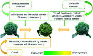 Graphical abstract: Effects of methyl jasmonate and melatonin treatments on the sensory quality and bioactive compounds of harvested broccoli