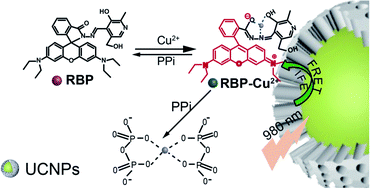 Graphical abstract: Rhodamine B derivatives-modified upconversion nanoparticles as a fluorescent turn-off–on sensor for the highly sensitive detection of Cu2+ and pyrophosphate