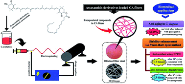 Graphical abstract: Electrospun cellulose acetate doped with astaxanthin derivatives from Haematococcus pluvialis for in vivo anti-aging activity