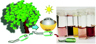 Graphical abstract: Biocompatibility and photo-induced antibacterial activity of lignin-stabilized noble metal nanoparticles