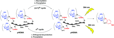 Graphical abstract: Oligosaccharide synthesis on soluble high-molecular weight pHEMA using a photo-cleavable linker