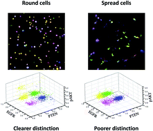 Graphical abstract: The influence of cell morphology on microfluidic single cell analysis