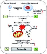 Graphical abstract: Pinostrobin inhibits proliferation and induces apoptosis in cancer stem-like cells through a reactive oxygen species-dependent mechanism