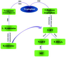 Graphical abstract: Targeting regulation of tryptophan metabolism for colorectal cancer therapy: a systematic review