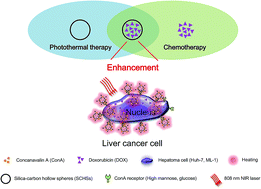Graphical abstract: Chemo-photothermal effects of doxorubicin/silica–carbon hollow spheres on liver cancer