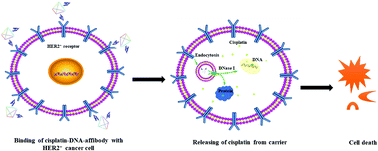 Graphical abstract: DNA–affibody nanoparticle delivery system for cisplatin-based breast cancer chemotherapy