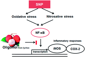 Graphical abstract: Preventive effect of oligonol on nitric oxide and reactive oxygen species production through regulation of nuclear factor kappa B signaling pathway in RAW 264.7 macrophage cells against sodium nitroprusside