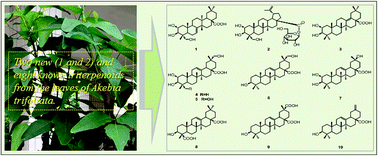 Graphical abstract: Triterpenoids with α-glucosidase inhibitory activity and cytotoxic activity from the leaves of Akebia trifoliata