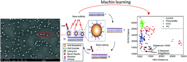 Graphical abstract: Machine learning algorithms enhance the specificity of cancer biomarker detection using SERS-based immunoassays in microfluidic chips