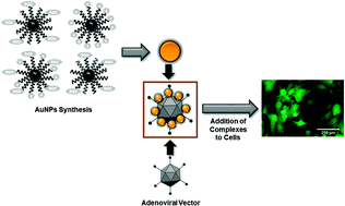 Graphical abstract: Gold nanoparticle coatings as efficient adenovirus carriers to non-infectable stem cells
