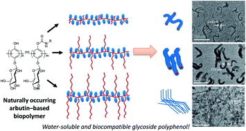 Graphical abstract: Preparation of glycoside polymer micelles with antioxidant polyphenolic cores using alkylated poly(arbutin)s