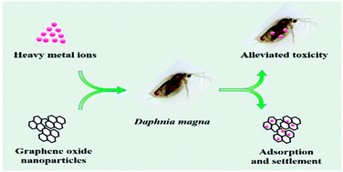 Graphical abstract: Role of graphene oxide in mitigated toxicity of heavy metal ions on Daphnia magna