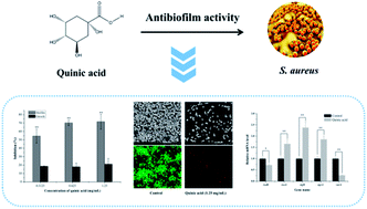 Graphical abstract: Insight into the effect of quinic acid on biofilm formed by Staphylococcus aureus