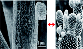 Graphical abstract: Fabrication of a polyvinylidene fluoride cactus-like nanofiber through one-step electrospinning