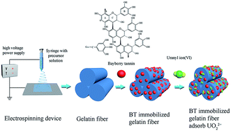 Graphical abstract: Adsorption capacity of kelp-like electrospun nanofibers immobilized with bayberry tannin for uranium(vi) extraction from seawater