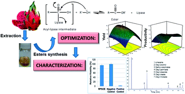 Graphical abstract: Lipase-catalyzed synthesis of red pitaya (Hylocereus polyrhizus) seed oil esters for cosmeceutical applications: process optimization using response surface methodology