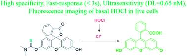 Graphical abstract: A novel highly specific and ultrasensitive fluorescent probe for monitoring hypochlorous acid and its application in live cells