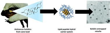 Graphical abstract: Development of a hybrid peptide dendrimer micellar carrier system and its application in the reformulation of a hydrophobic therapeutic agent derived from traditional Chinese medicine