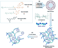 Graphical abstract: Niosomes encapsulated in biohydrogels for tunable delivery of phytoalexin resveratrol