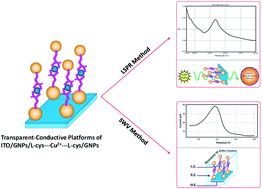 Graphical abstract: Integrated optical and electrochemical detection of Cu2+ ions in water using a sandwich amino acid–gold nanoparticle-based nano-biosensor consisting of a transparent-conductive platform