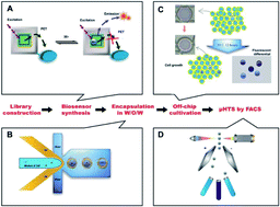 Graphical abstract: High-throughput screening of high lactic acid-producing Bacillus coagulans by droplet microfluidic based flow cytometry with fluorescence activated cell sorting
