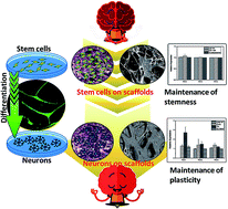 Graphical abstract: An innovative bioresorbable gelatin based 3D scaffold that maintains the stemness of adipose tissue derived stem cells and the plasticity of differentiated neurons