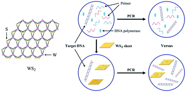 Graphical abstract: Enhancement of the polymerase chain reaction by tungsten disulfide