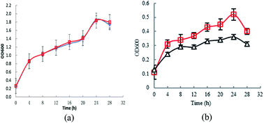 Graphical abstract: Tolerance against butanol stress by disrupting succinylglutamate desuccinylase in Escherichia coli