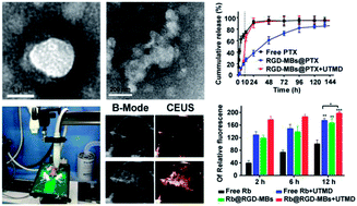 Graphical abstract: Tumour targeted contrast enhanced ultrasound imaging dual-modal microbubbles for diagnosis and treatment of triple negative breast cancer