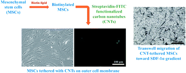 Graphical abstract: Migration of mesenchymal stem cells tethered with carbon nanotubes under a chemotactic gradient