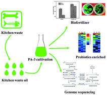 Graphical abstract: Isolation and characterization of a novel bacterium Pseudomonas aeruginosa for biofertilizer production from kitchen waste oil