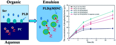 Graphical abstract: Phospholipase D encapsulated into metal-surfactant nanocapsules for enhancing biocatalysis in a two-phase system