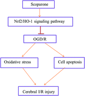 Graphical abstract: Scoparone protects neuronal cells from oxygen glucose deprivation/reoxygenation injury