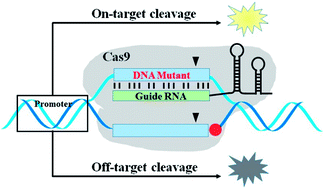 Graphical abstract: Target DNA mutagenesis-based fluorescence assessment of off-target activity of the CRISPR-Cas9 system