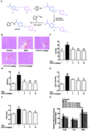 Graphical abstract: GVS-12 attenuates non-alcoholic steatohepatitis by suppressing inflammatory responses via PPARγ/STAT3 signaling pathways