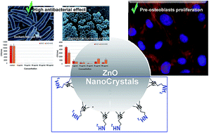 Graphical abstract: Zinc oxide nanocrystals as a nanoantibiotic and osteoinductive agent