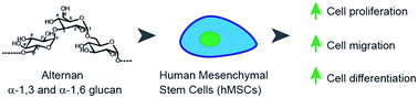 Graphical abstract: Effect of alternan versus chitosan on the biological properties of human mesenchymal stem cells