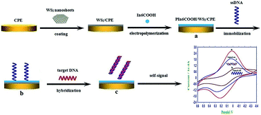Graphical abstract: Construction of self-signal DNA electrochemical biosensor employing WS2 nanosheets combined with PIn6COOH