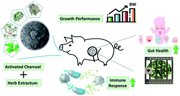 Graphical abstract: Effects of activated charcoal-herb extractum complex on the growth performance, immunological indices, intestinal morphology and microflora in weaning piglets