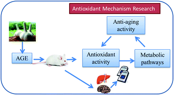Graphical abstract: The vivo antioxidant activity of self-made aged garlic extract on the d-galactose-induced mice and its mechanism research via gene chip analysis