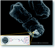 Graphical abstract: Preparation of functionalized magnetic nanoparticles conjugated with feroxamine and their evaluation for pathogen detection