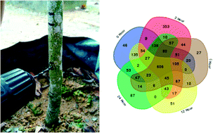 Graphical abstract: Time-based LC-MS/MS analysis provides insights into early responses to mechanical wounding, a major trigger to agarwood formation in Aquilaria malaccensis Lam