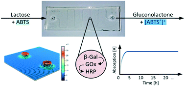 Graphical abstract: Hydrogel/enzyme dots as adaptable tool for non-compartmentalized multi-enzymatic reactions in microfluidic devices