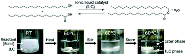 Graphical abstract: Control of phase separation behaviour of ionic liquid catalysts with reactants/products toward synthesis of long-chain wax esters at moderate temperatures