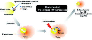 Graphical abstract: Macrophage-mediated delivery of light activated nitric oxide prodrugs with spatial, temporal and concentration control