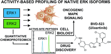 Graphical abstract: Isoform-selective activity-based profiling of ERK signaling