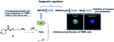 Graphical abstract: O 2-3-Aminopropyl diazeniumdiolates suppress the progression of highly metastatic triple-negative breast cancer by inhibition of microvesicle formation via nitric oxide-based epigenetic regulation