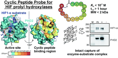 Graphical abstract: Non-competitive cyclic peptides for targeting enzyme–substrate complexes