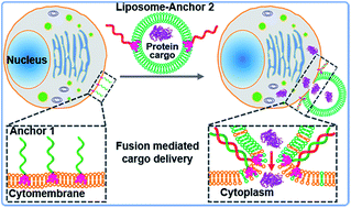 Graphical abstract: Guiding protein delivery into live cells using DNA-programmed membrane fusion