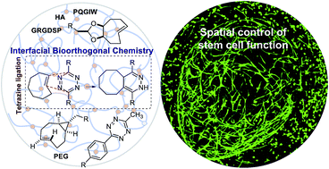 Graphical abstract: Core–shell patterning of synthetic hydrogels via interfacial bioorthogonal chemistry for spatial control of stem cell behavior